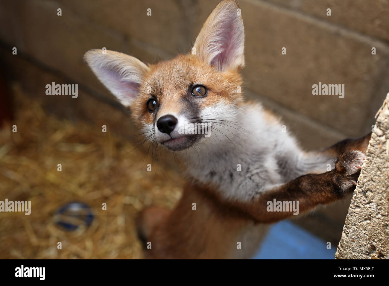Cute baby animals fox hi-res stock photography and images - Alamy