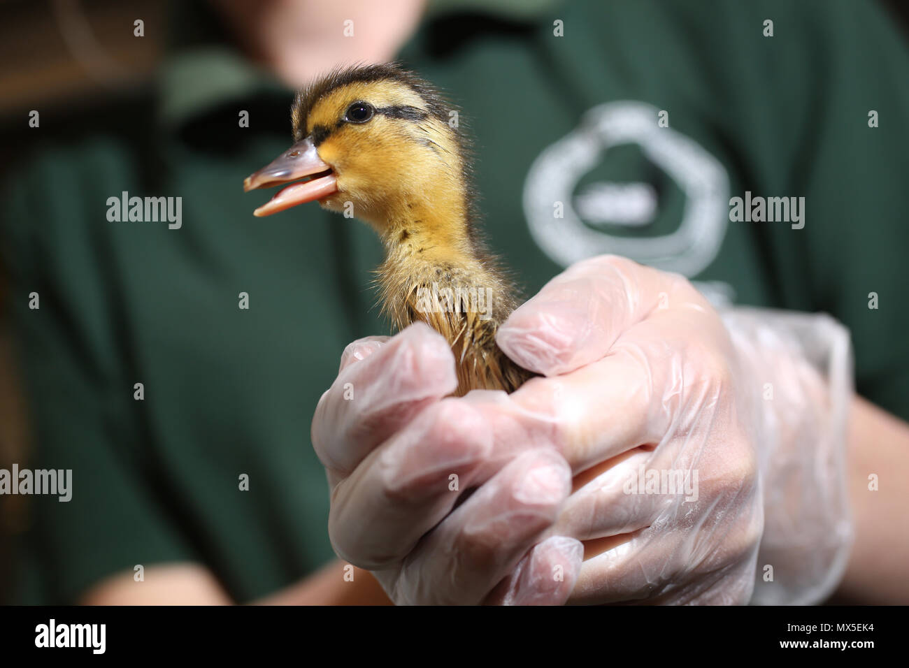 Baby animals pictured at the Brent Lodge Animal Centre near Chichester