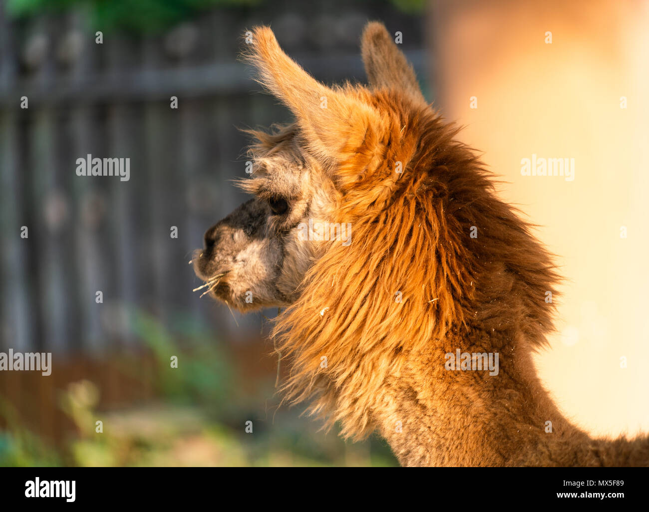 Close-up of the head of a cute brown Suri Alpaca Vicugna pacos with wool Stock Photo