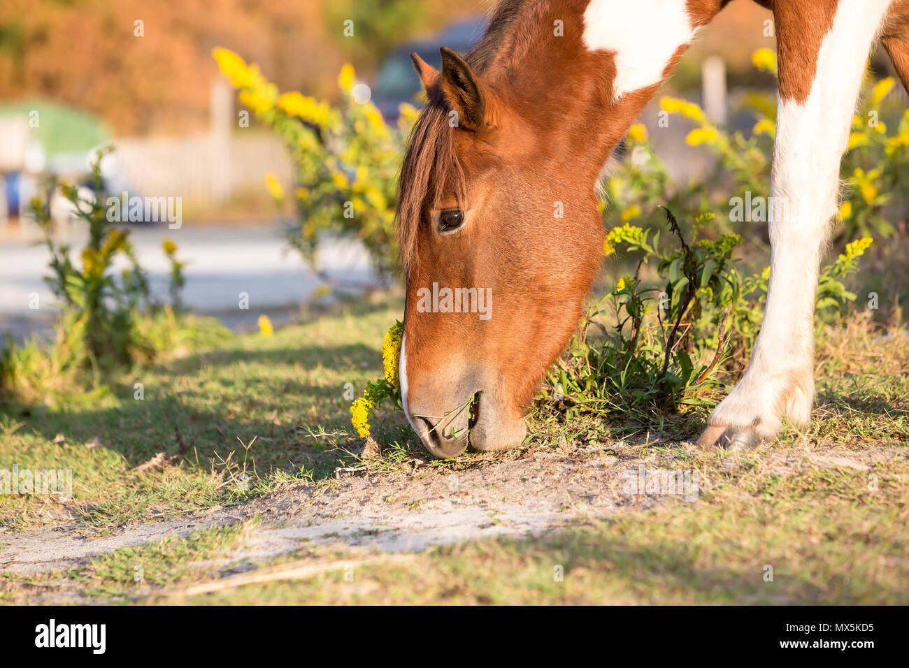 Close up of a wild pony grazing at Assateague Island National Seashore, Maryland Stock Photo