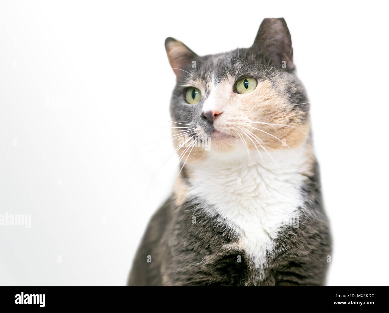 A Dilute Calico Domestic Shorthair Cat With Its Ear Tipped