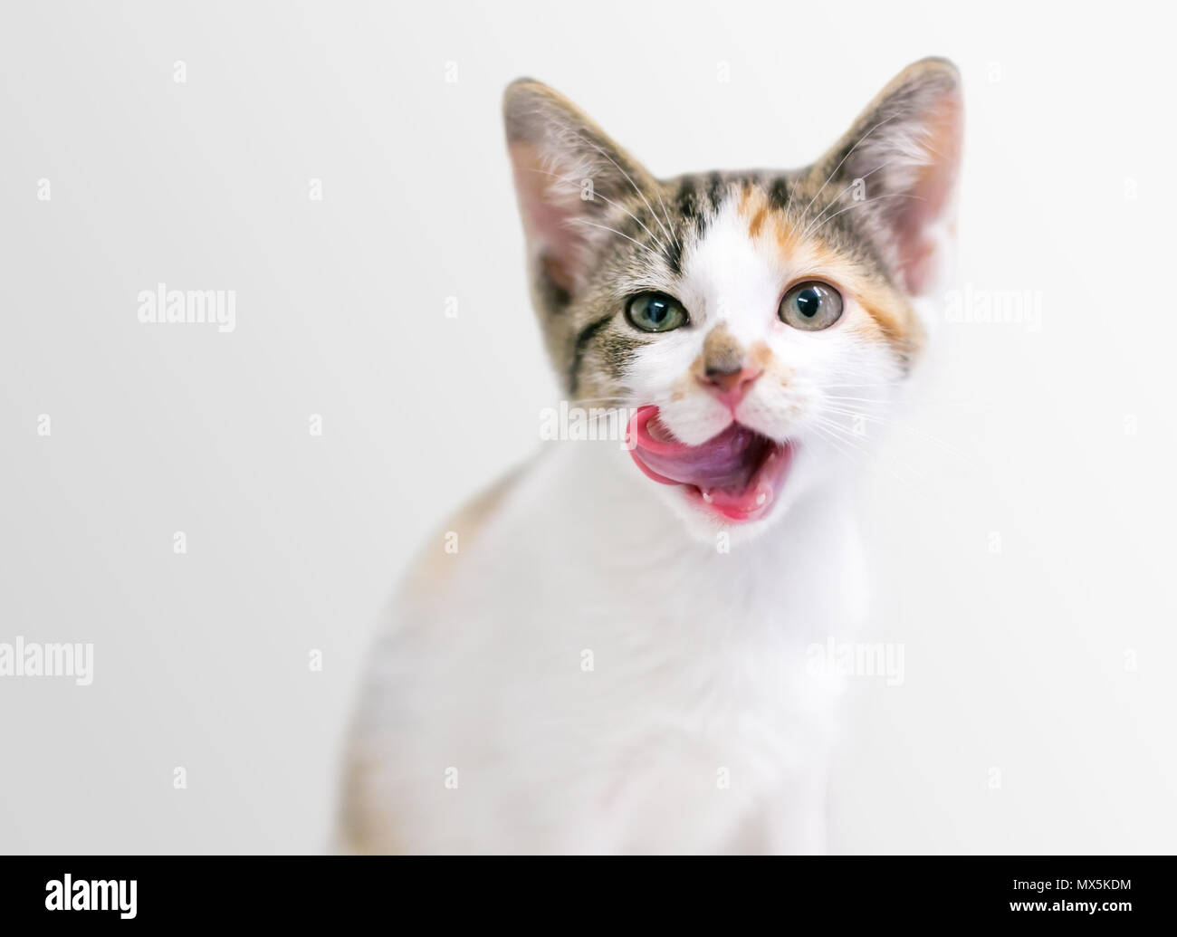 A calico tabby domestic shorthair kitten licking its lips Stock Photo