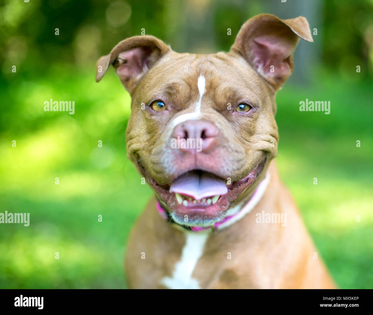 A Boxer / Pit Bull Terrier mixed breed dog with a happy expression Stock Photo