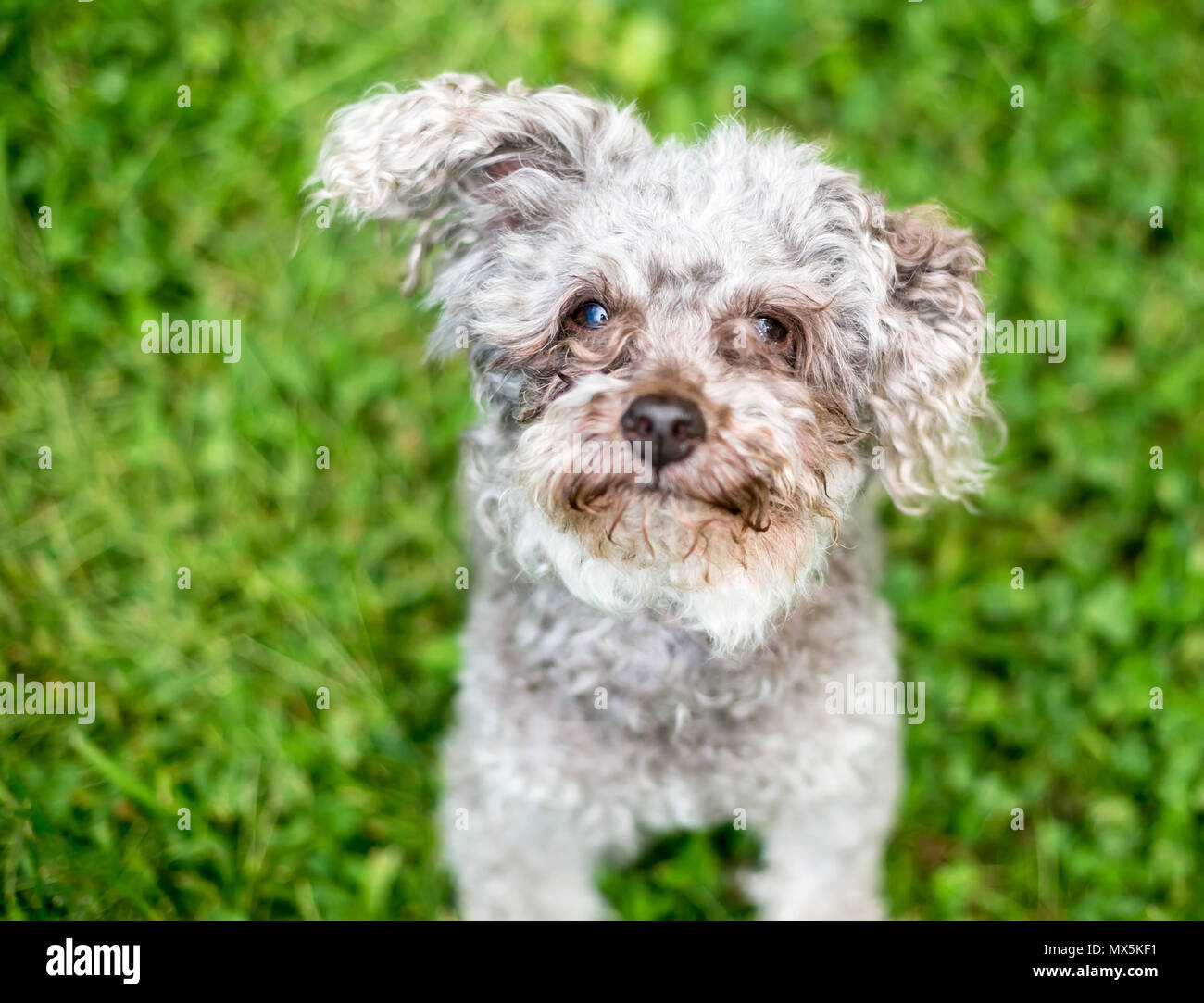 Poodle tear outlet stains