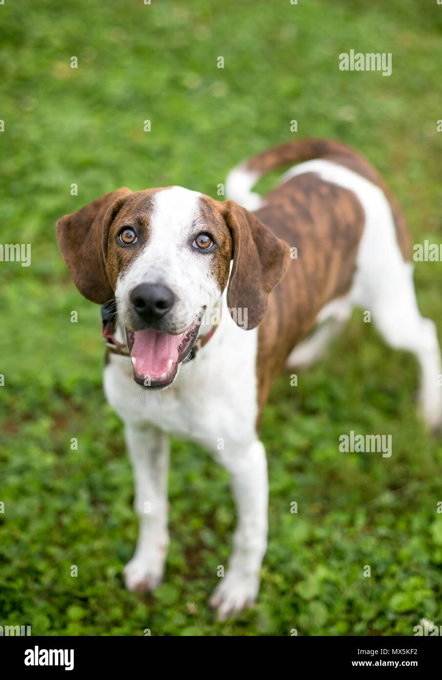 brindle and white