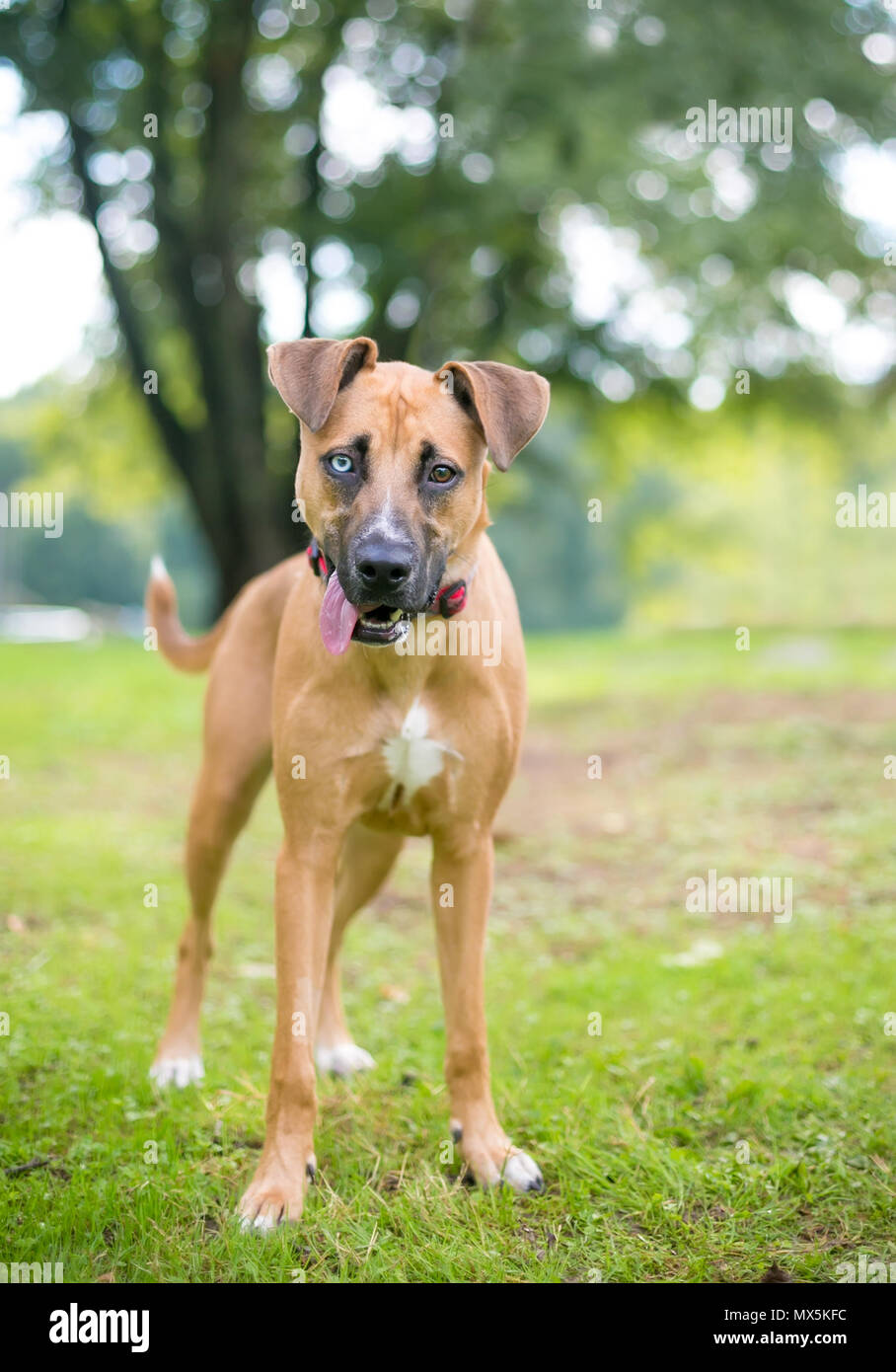 A mixed breed dog with heterochromia, one blue eye and one brown eye