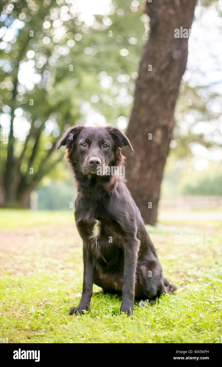 A furry mixed breed dog sitting outdoors Stock Photo