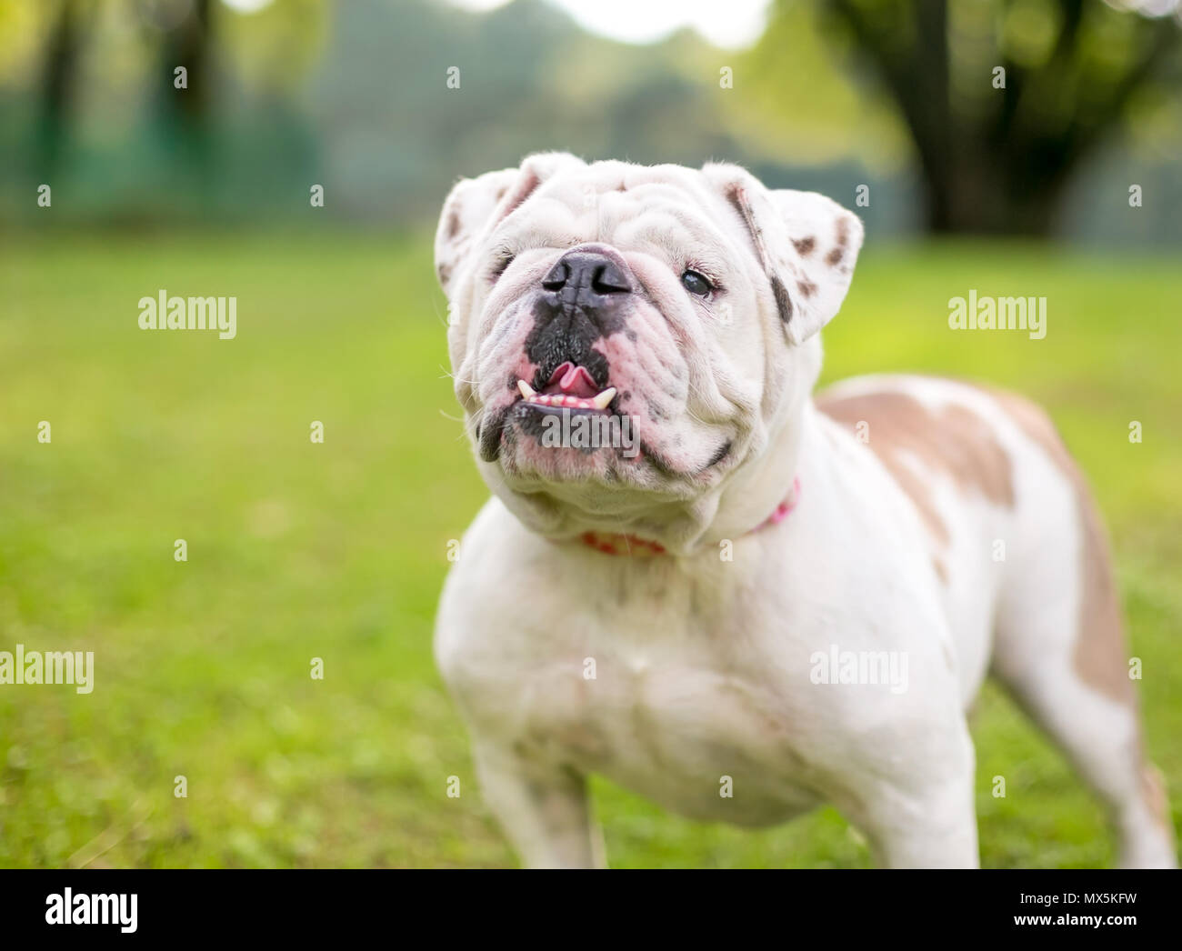 A purebred English Bulldog with an underbite Stock Photo - Alamy