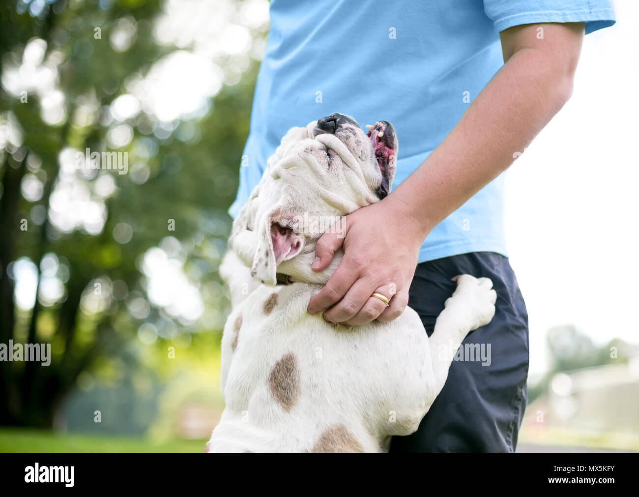 An affectionate English Bulldog hugging its owner Stock Photo