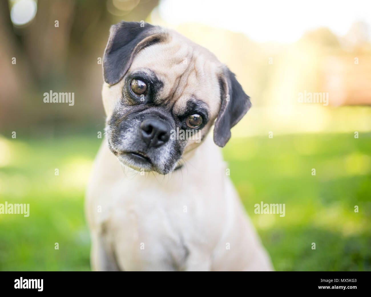 A Pug/Beagle mixed breed dog listening with a head tilt Stock Photo