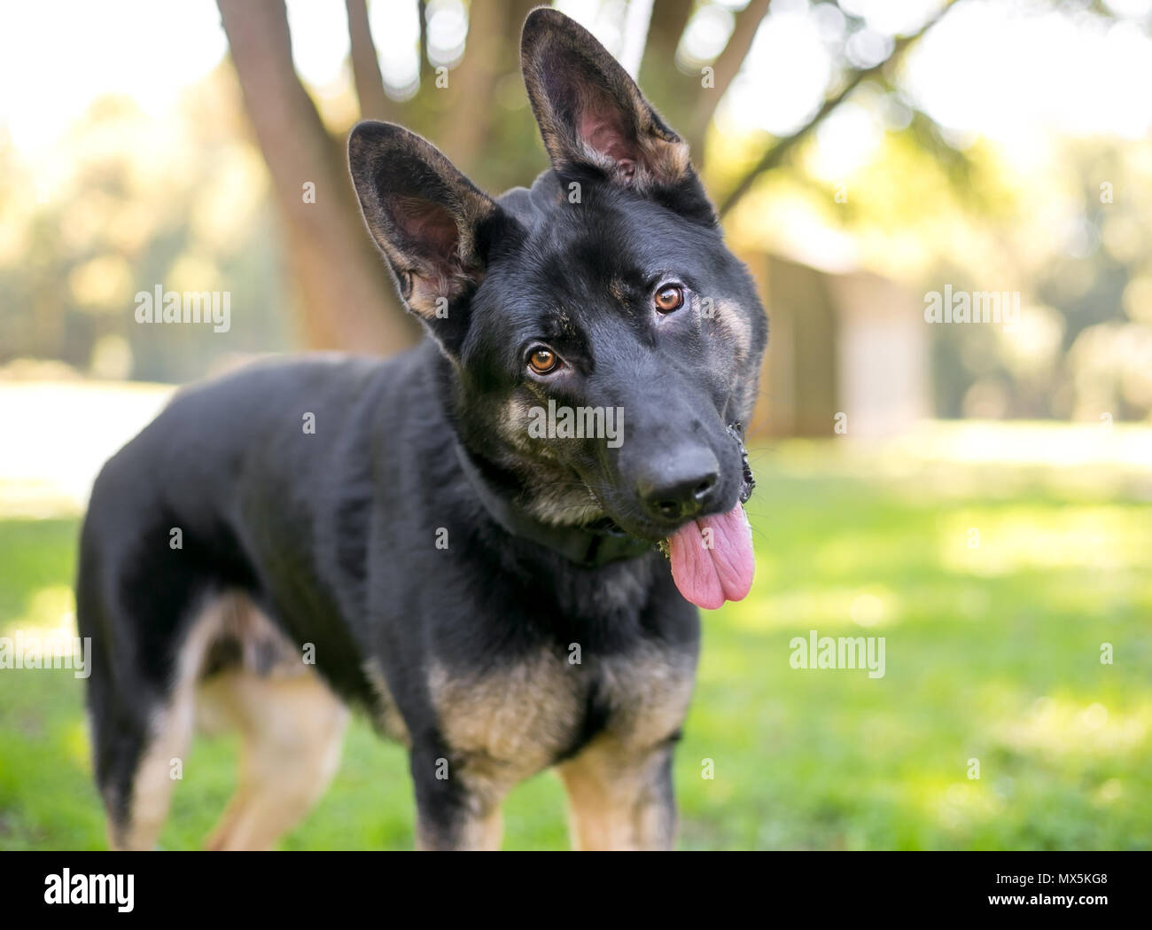 A black and tan German Shepherd dog listening with a head tilt Stock Photo