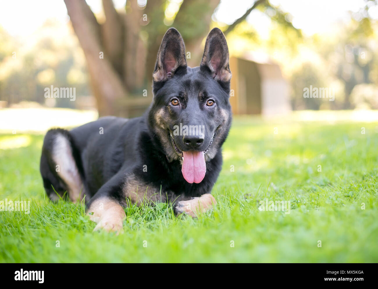 A purebred black and tan German Shepherd dog relaxing in the grass Stock Photo