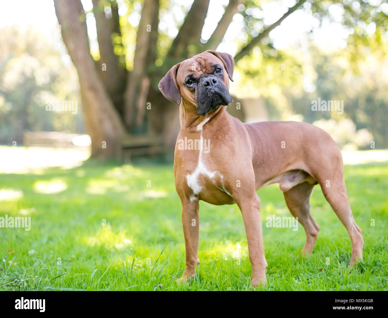 Purebred Boxer Hi res Stock Photography And Images Alamy