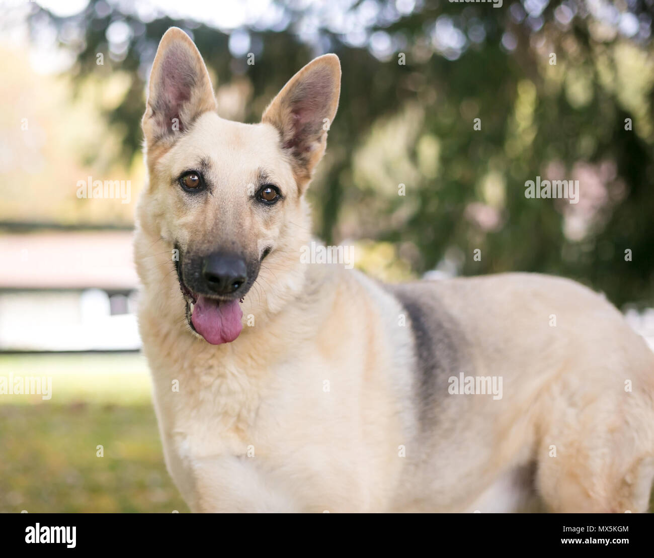 A German Shepherd dog listening with a head tilt and relaxed expression