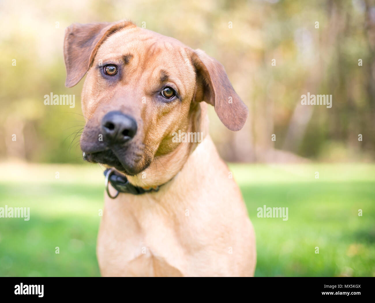 A Rhodesian Ridgeback mixed breed dog listening with a head tilt Stock Photo