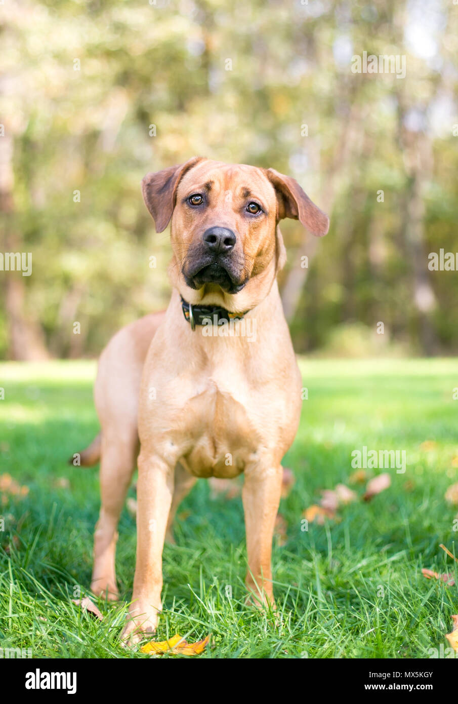 A Rhodesian Ridgeback mixed breed dog outdoors Stock Photo