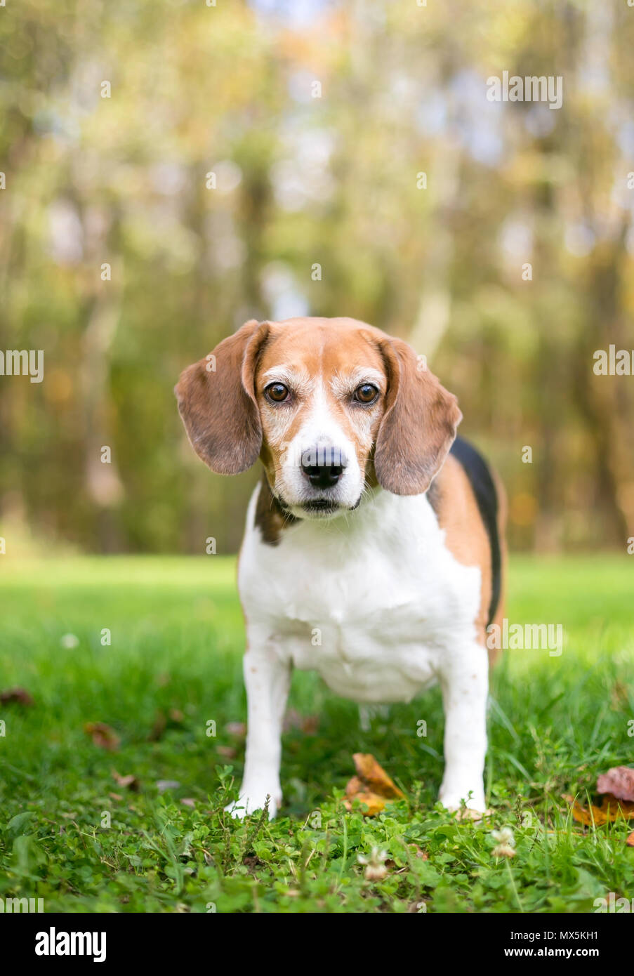A tricolor Beagle dog outdoors Stock Photo