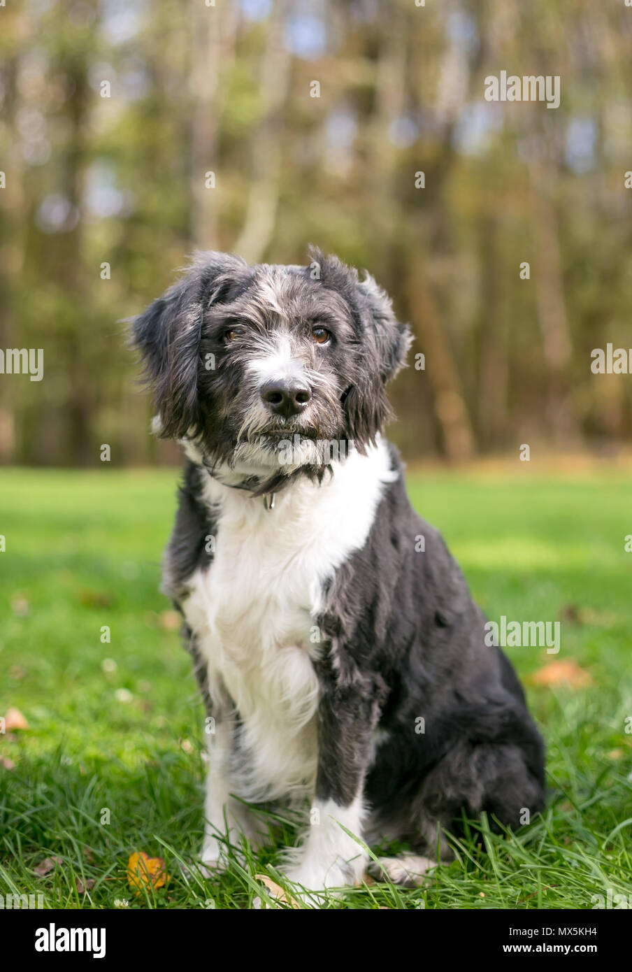 black and white terrier breed