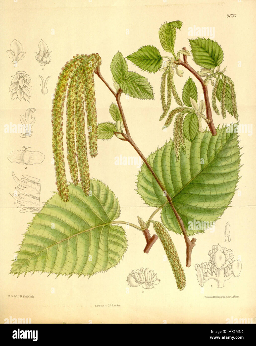 . Betula maximowiczii (= Betula maximowicziana), Betulaceae . 1910. M.S. del., J.N.Fitch lith. 83 Betula maximowiczii 136-8337 Stock Photo