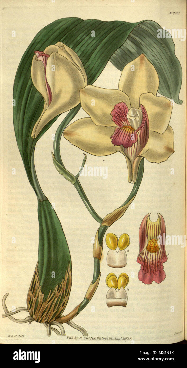 . Illustration of Bifrenaria harrisoniae (as syn. Maxillaria harrisoniae) . 1828. W. J. H. (= William Jackson Hooker) (1785-1865) del., Swan sc. 84 Bifrenaria harrisoniae (as Maxillaria harrisoniae)- Curtis' 56 (N.S. 3) pl. 2927 (1829) Stock Photo