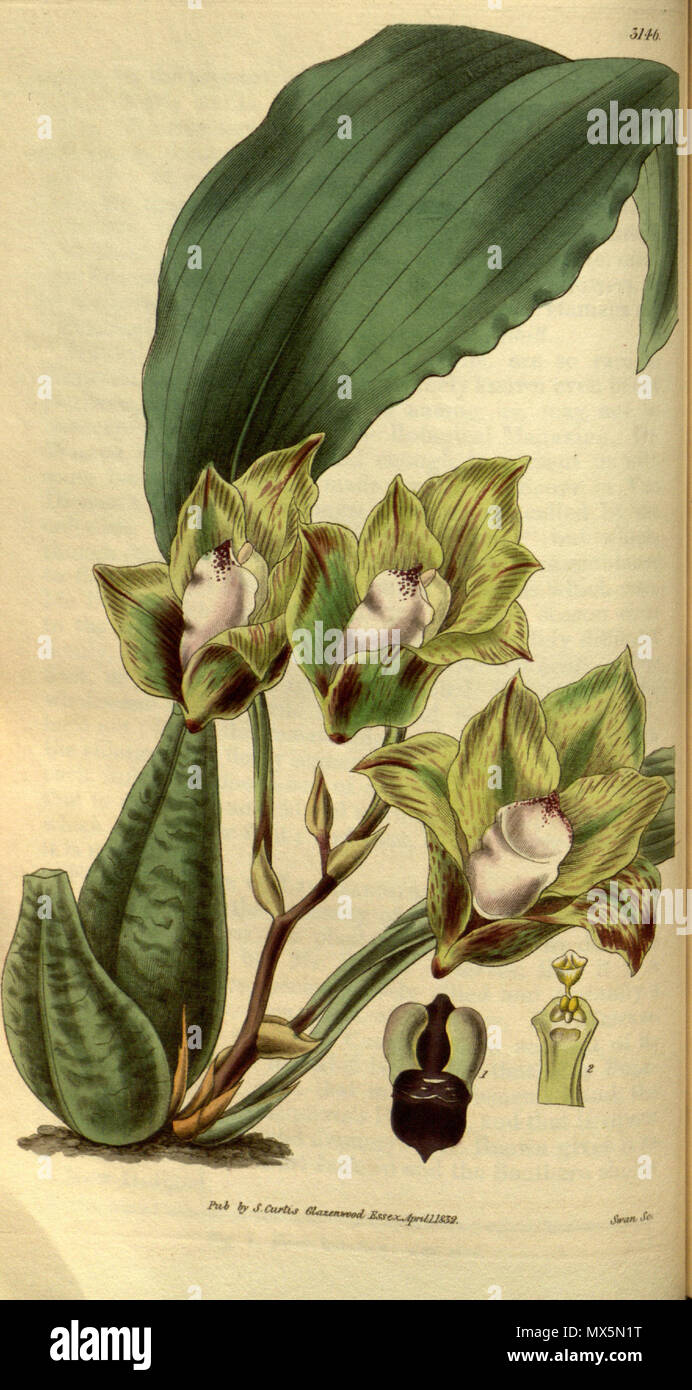 . Illustration of Bifrenaria tetragona (as syn. Maxillaria tetragona) . 1832. Swan sc. , drawing probably by William Jackson Hooker 84 Bifrenaria tetragona (as Maxillaria tetragona) - Curtis' 58 (N.S. 5) pl. 3146 (1832) Stock Photo