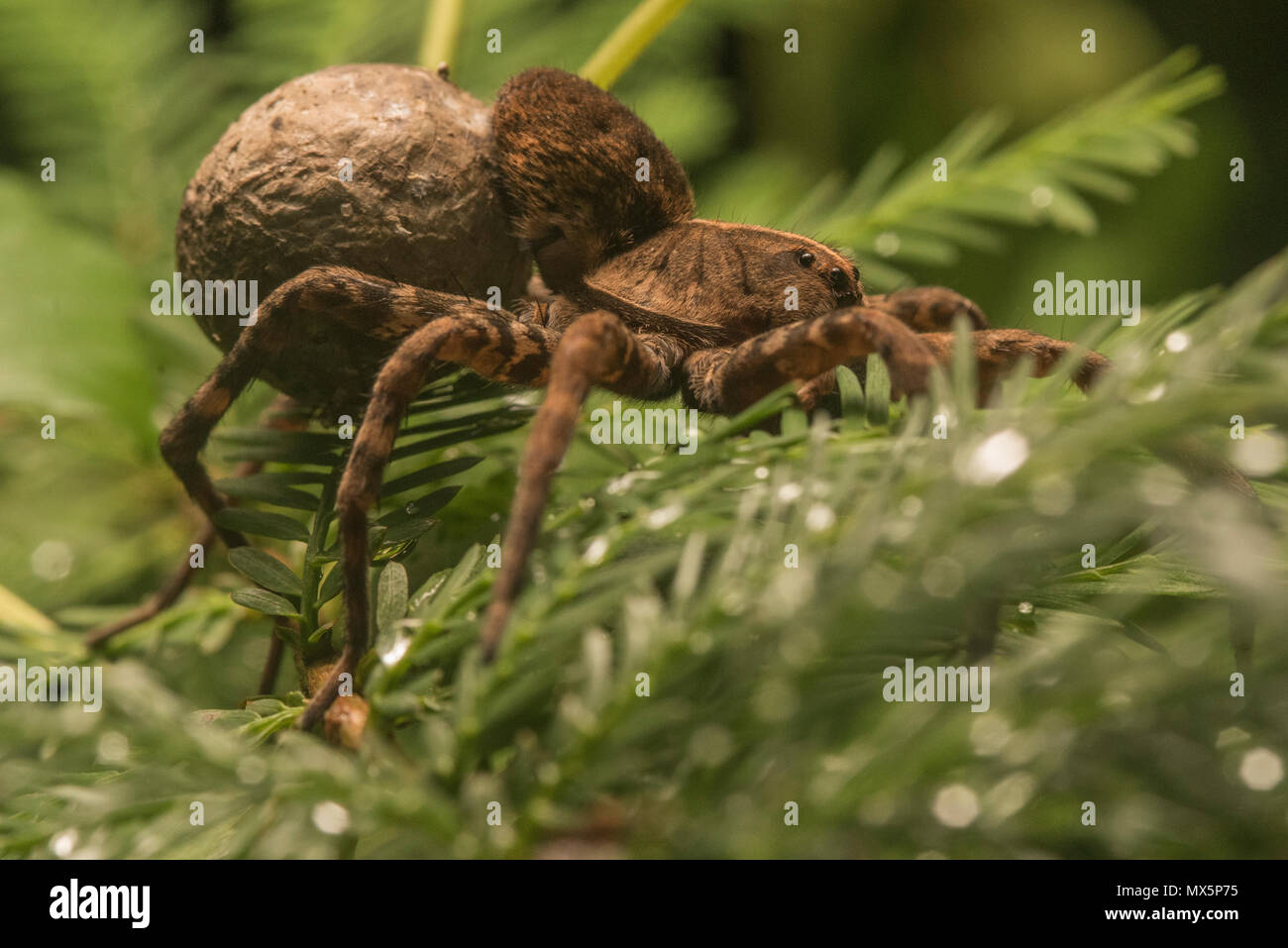 Female Carolina wolf spider (Hogna carolinensis) carrying her egg sac on her back. The largest wolf spider in N America and the state spider of SC. Stock Photo