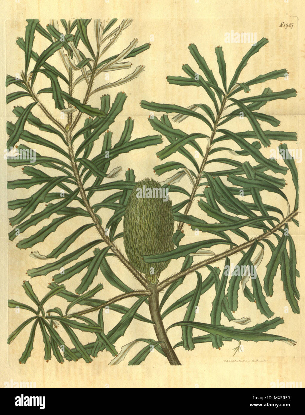 . This is an image of Plate 1947 from Volume 45 of Curtis's Botanical Magazine, entitled 'Banksia marginata (β) microstachya. Green-flowered various-leaved Banksia'. The plant depicted is Banksia marginata (Silver Banksia). 1843. The image has the signature of Samuel Curtis? and other indeterminate information. 94 Botanical Magazine 1947 Banksia marginata Stock Photo