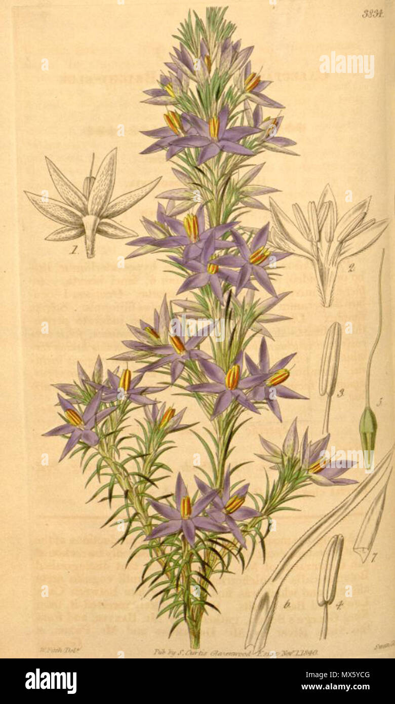 Calectasia . Illustration of Calectasia cyanea . 1841. (1785-1865) 109 Calectasia ...