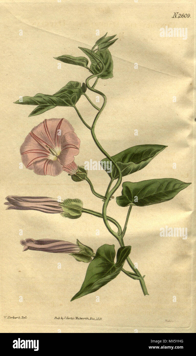 . Latina: Calystegia sepium subsp. spectabilis . 1826. Curtis 109 Calystegia pellita (Convolvulus dahuricus) Bot. Mag. 53. 2609. 1826 Stock Photo