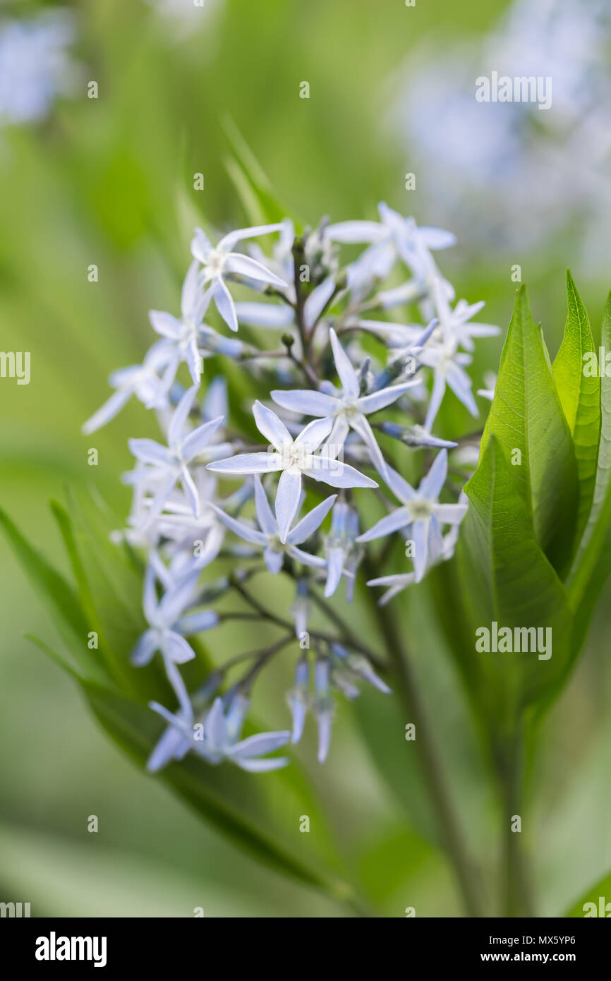 Shining Blue Star Flower is also known as Ozark blue star. Stock Photo