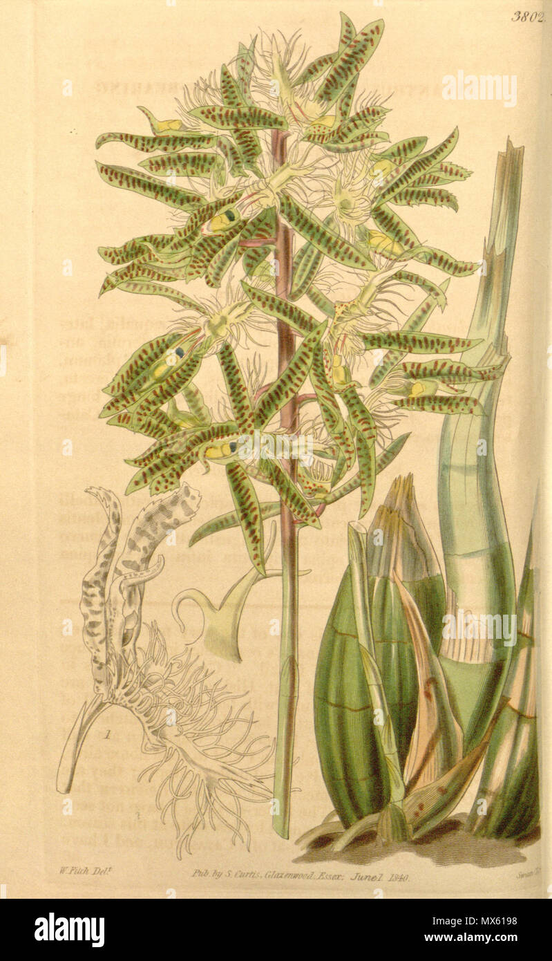 . Illustration of Catasetum barbatum (as syn. Myanthus spinosus) . 1841. Walter Hood Fitch (1817-1892) del., Swan sc. 118 Catasetum barbatum (as Myanthus spinosus) - Curtis' 67 (N.S. 14) pl. 3802 (1841) Stock Photo