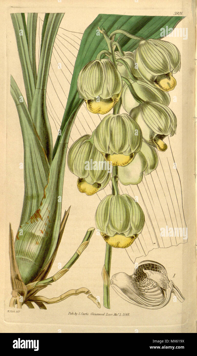 . Illustration of Catasetum luridum (as syn. 'Catasetum abruptum') . 1842. Walter Hood Fitch (1817 - 1892) 118 Catasetum luridum (as syn. C. abruptum) - Curtis' vol. 68 tab 3929 (1842) Stock Photo