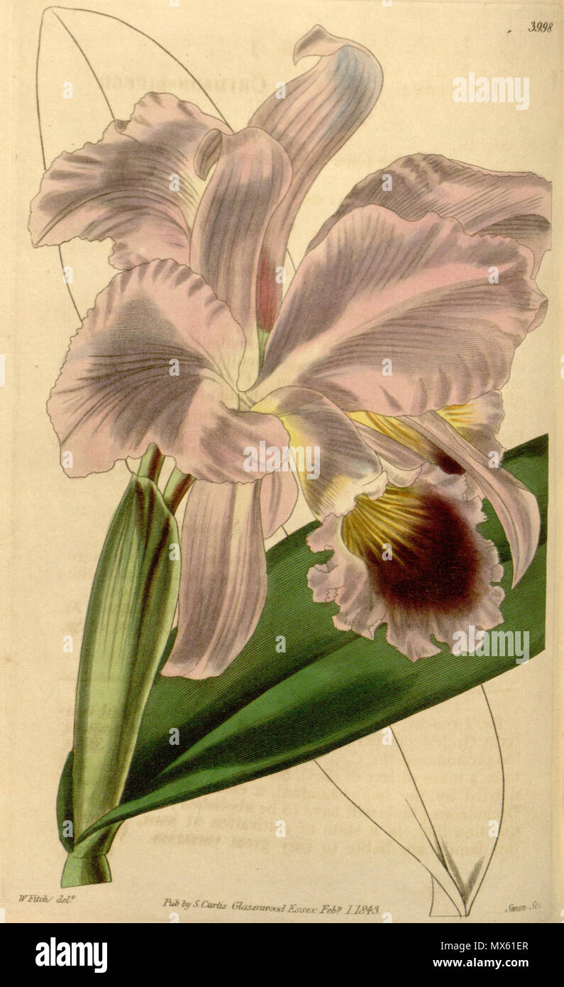 . Illustration of Cattleya labiata . 1843. Walter Hood Fitch (1817-1892) del., Swan sc. 119 Cattleya labiata - Curtis' 69 (N.S. 16) pl. 3998 (1843) Stock Photo