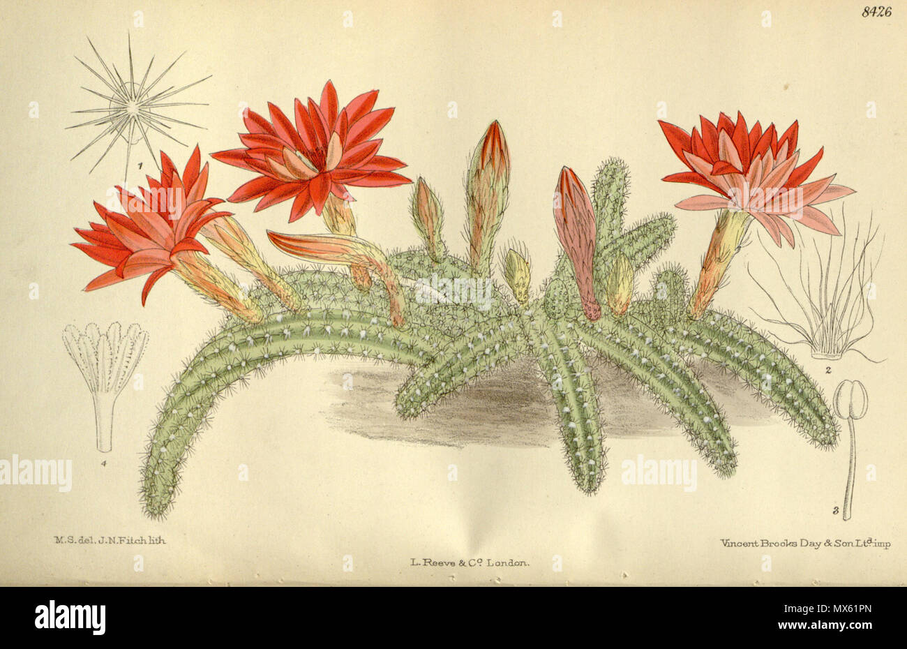 . Cereus silvestrii (= Echinopsis chamaecereus), Cactaceae . 1912. M.S. del, J.N.Fitch, lith. 121 Cereus silvestrii 138-8426 Stock Photo