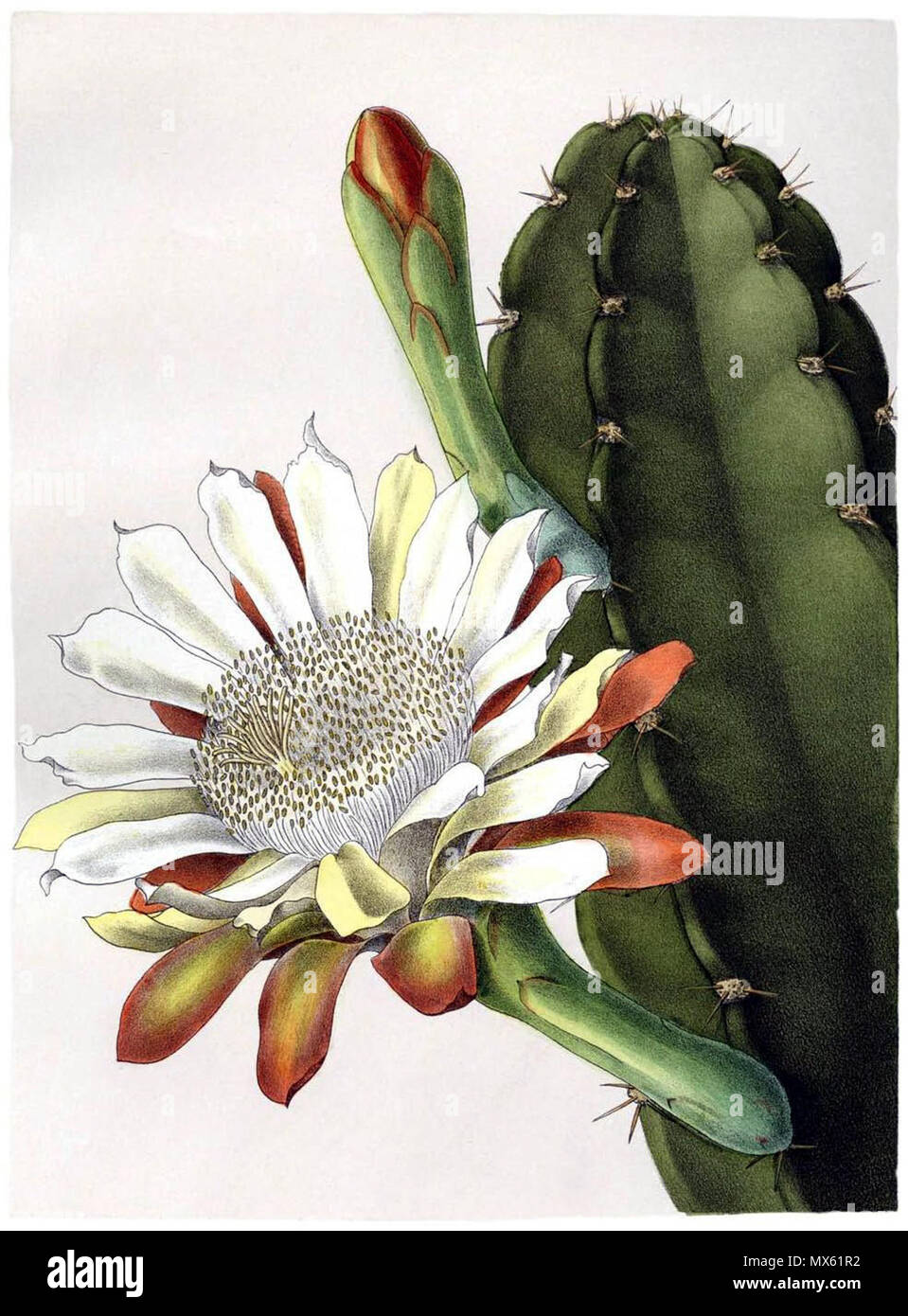 . Cereus hankeanus . 1904. Schumann, Gürke & Vaupel 121 Cereus hankeanus Stock Photo