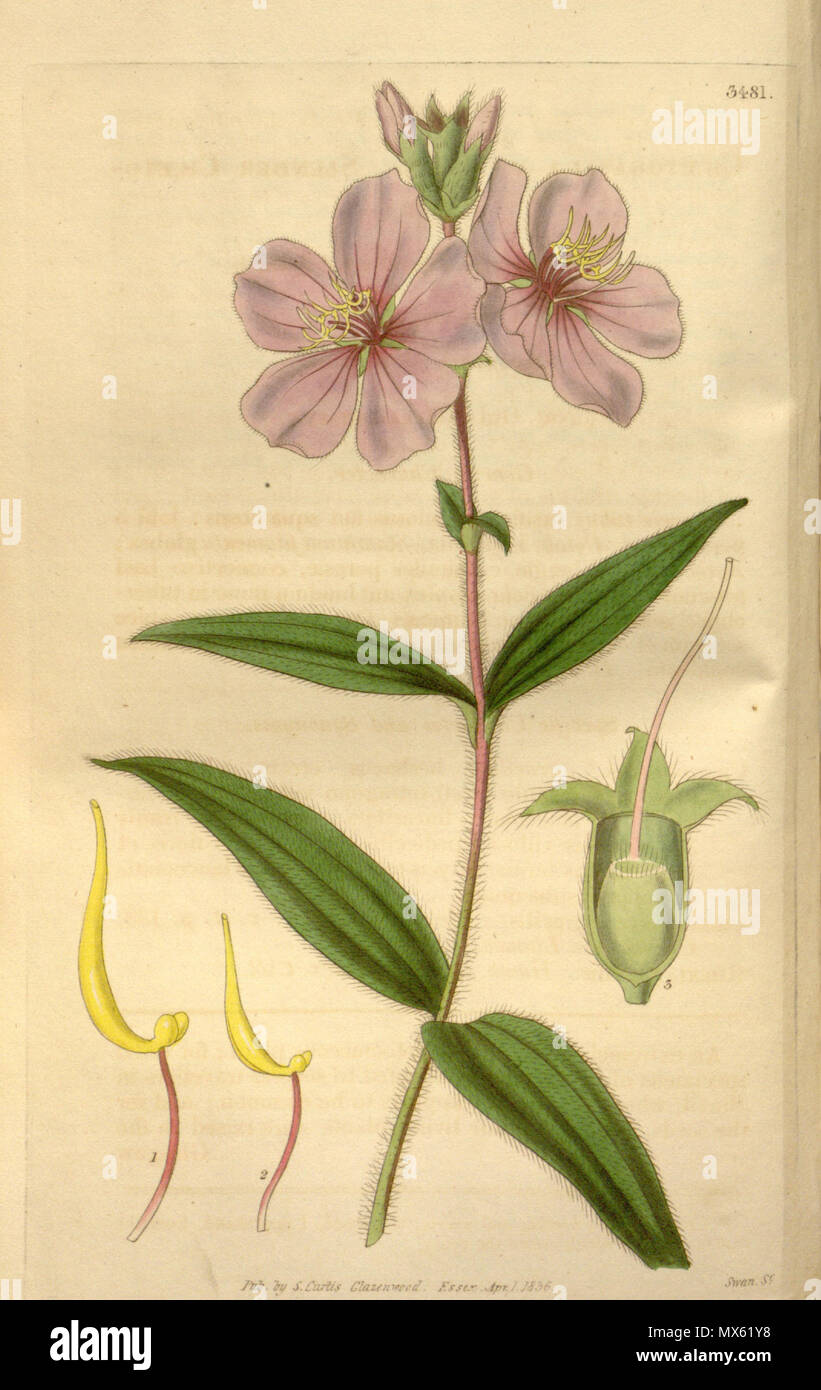 . Chaetogastra gracilis (=Tibouchina gracilis), Melastomataceae . 1836. Swan Sc. 121 Chaetogastra gracilis 63-3481 Stock Photo