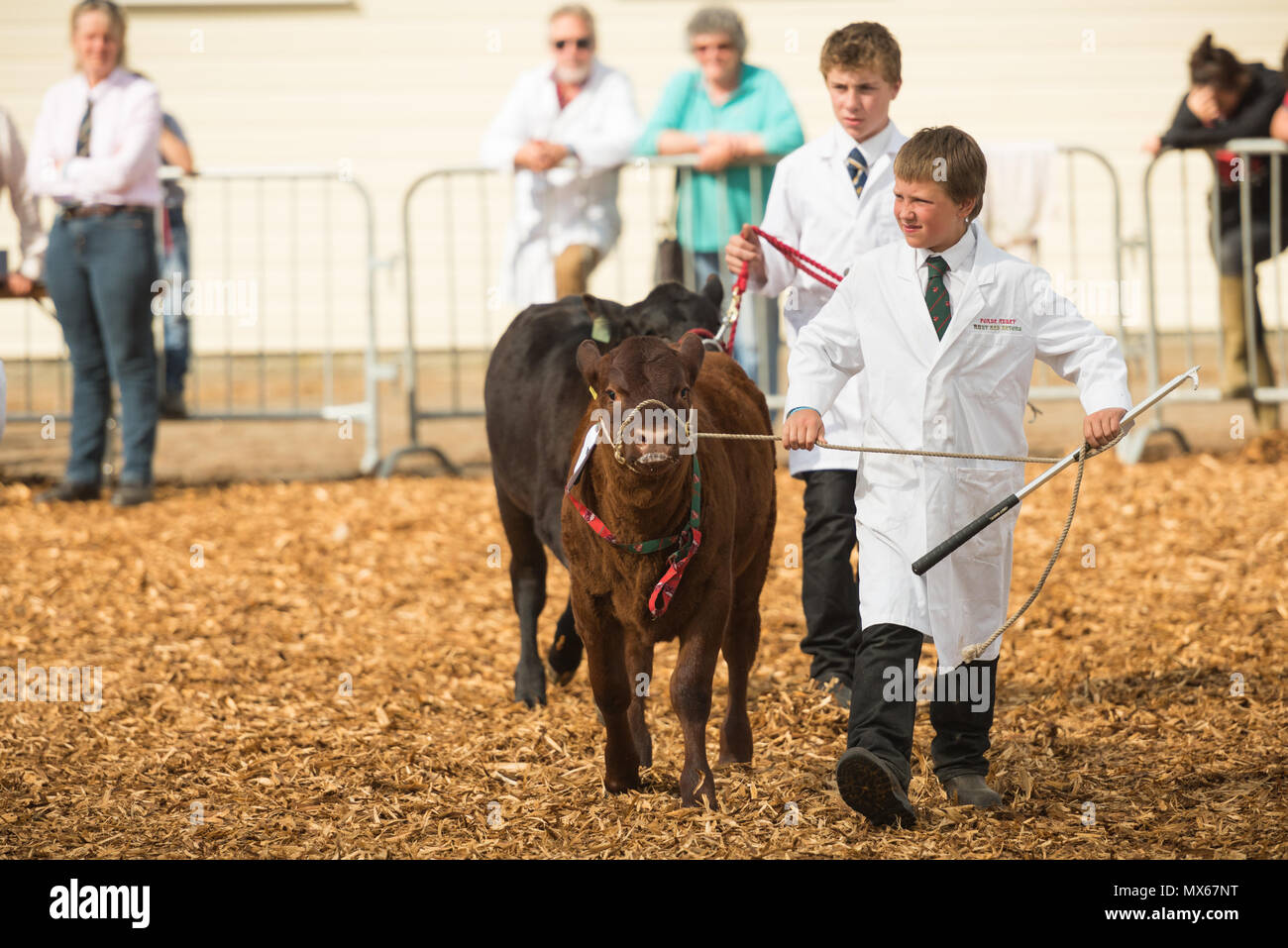 Shepton Mallet, UK, 2nd Jun 2018. Cows being judged at the 155th Bath