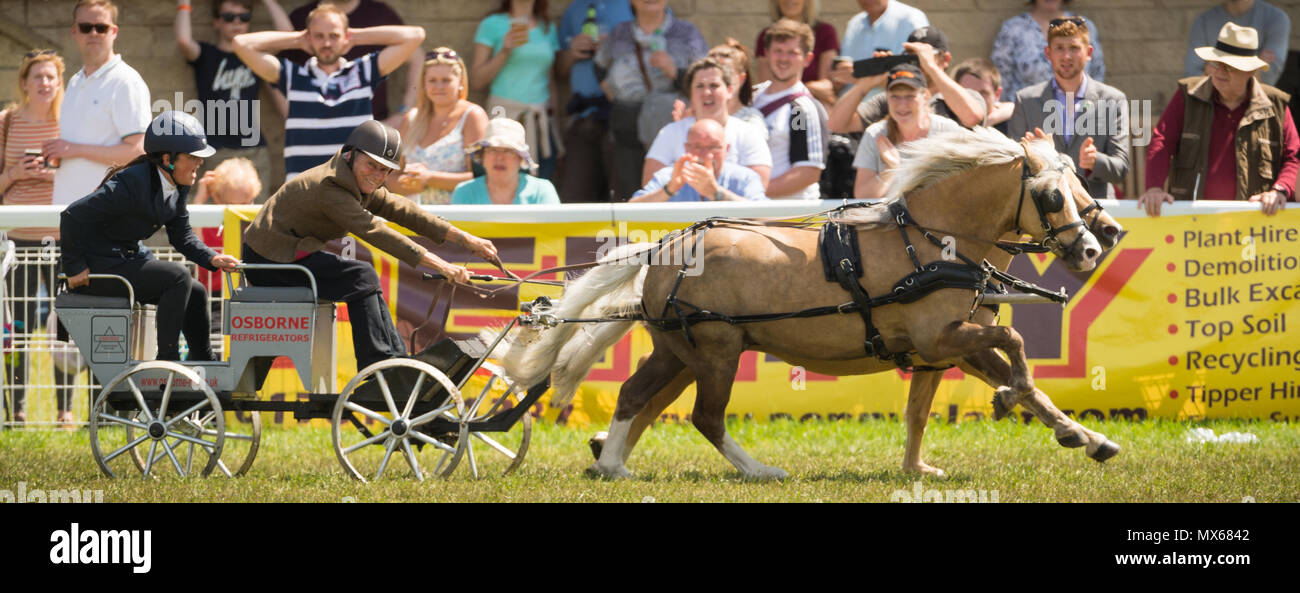 Scurry Racing Scurry racing hi-res stock photography and images - Alamy