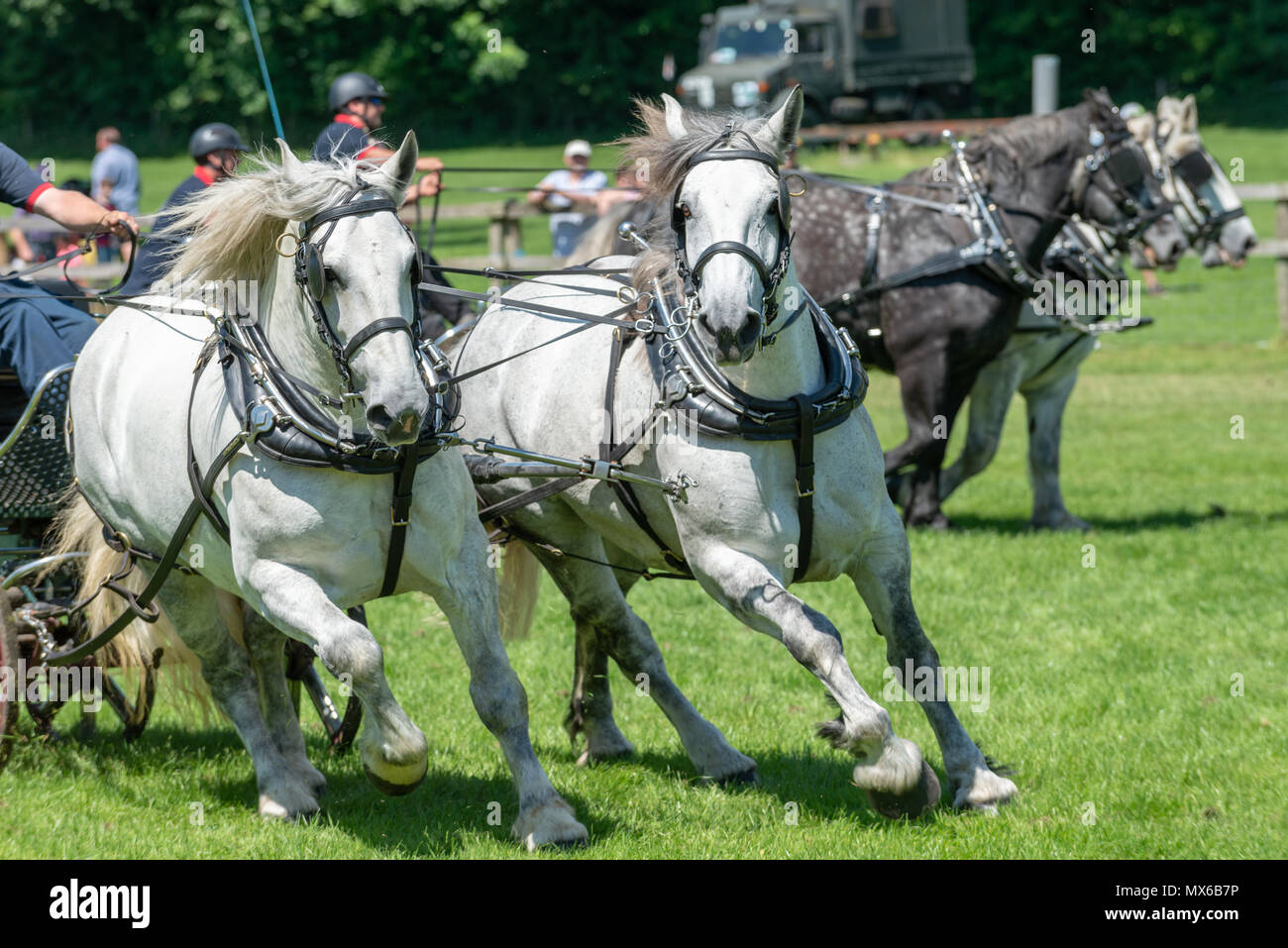Percheron horses take part in a heavy horse driving competition at a