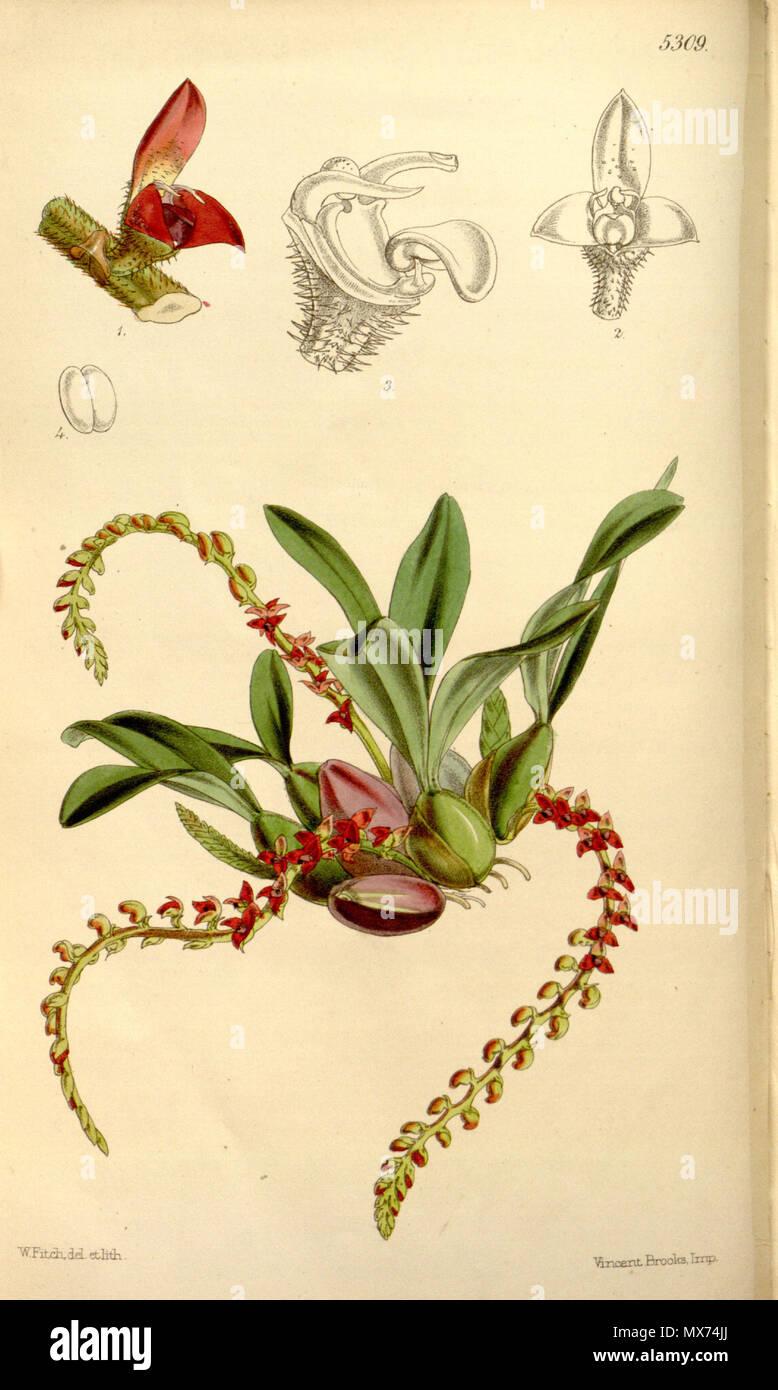 . Illustration of Bulbophyllum falcatum var. velutinum (as syn. Bulbophyllum rhizophorae, spelled by Hooker as Bolbophyllum rhizophorae) . 1862. Walter Hood Fitch (1817-1892) del. et lith. Description by William Jackson Hooker (1785—1865) 104 Bulbophyllum falcatum var. velutinum (as Bulbophyllum rhizophorae, spelled Bolbophyllum rhizophorae) - Curtis' 88 (Ser. 3 no. 18) pl. 5309 (1862) Stock Photo