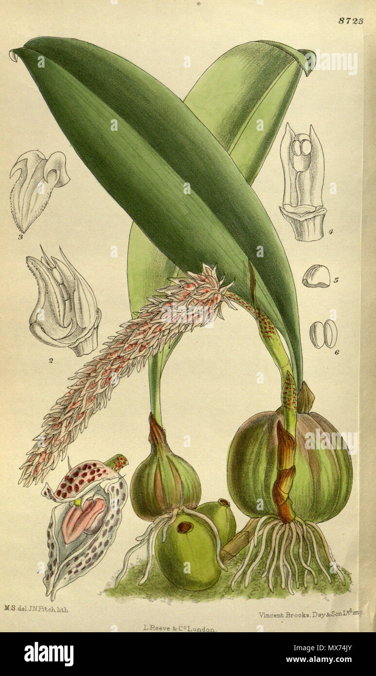 . Bulbophyllum lilacinum, Orchidaceae . 1917. M.S. del., J.N.Fitch lith. 104 Bulbophyllum lilacinum 143-8723 Stock Photo