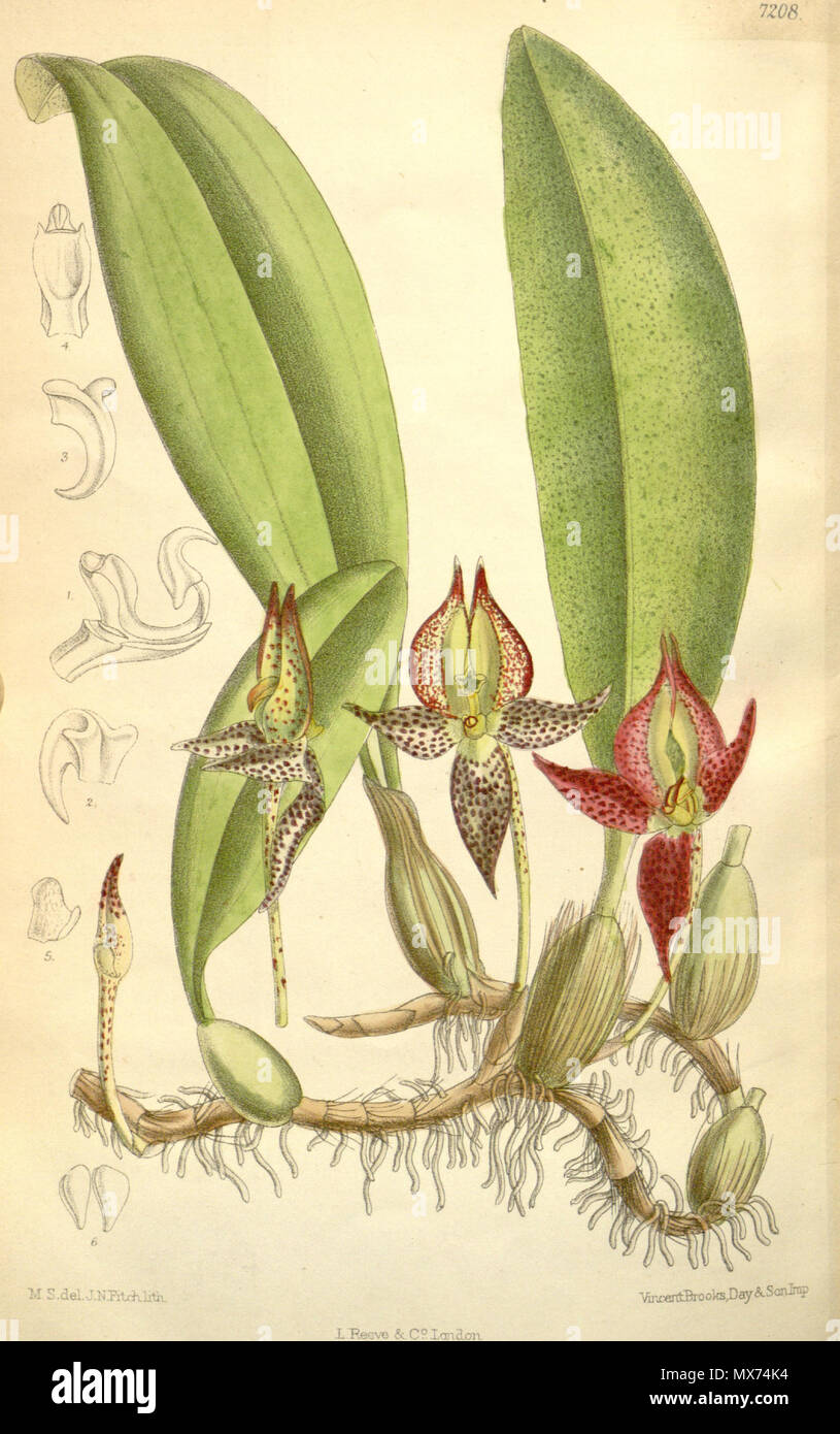 . Illustration of Bulbophyllum macranthum . 1891. M. S. del. ( = Matilda Smith, 1854-1926), J. N. Fitch lith. ( = John Nugent Fitch, 1840–1927) Description by Joseph Dalton Hooker (1817—1911) 104 Bulbophyllum macranthum Stock Photo