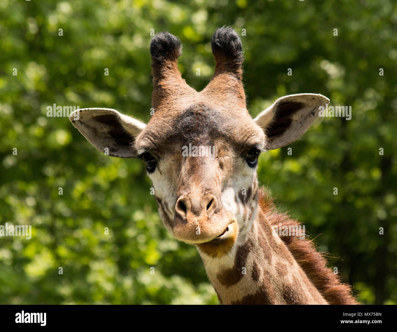 Young Giraffe staring ifrom a distance Stock Photo