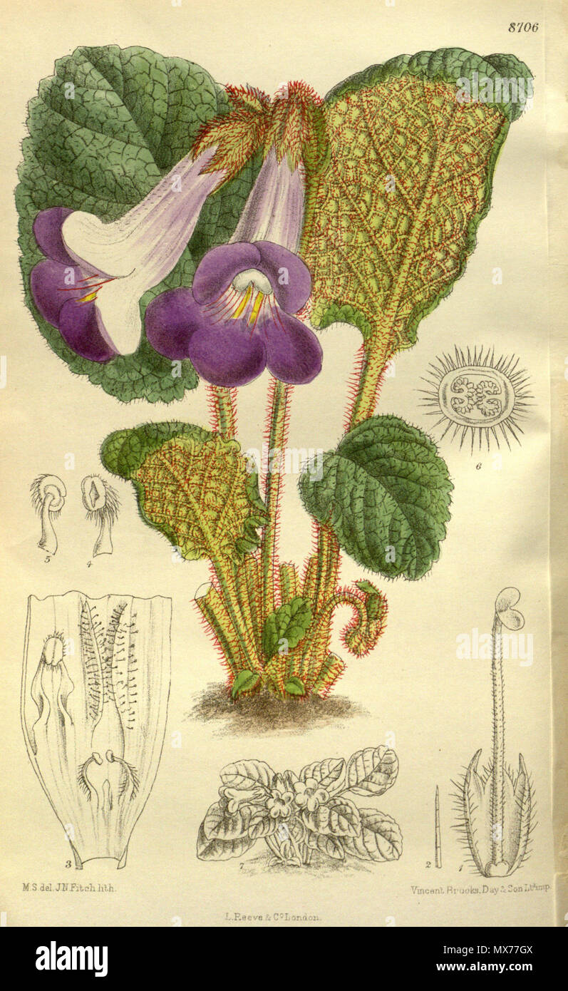 . Chirita trailliana (= Chirita speciosa), Gesneriaceae . 1917. M.S. del., J.N.Fitch lith. 127 Chirita trailliana 143-8706 Stock Photo