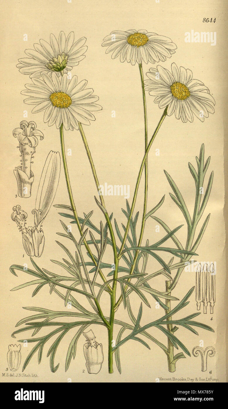 . Chrysanthemum foeniculaceum (= Argyranthemum foeniculaceum), Asteraceae . 1916. M.S. del., J.N.Fitch lith. 130 Chrysanthemum foeniculaceum 142-8644 Stock Photo