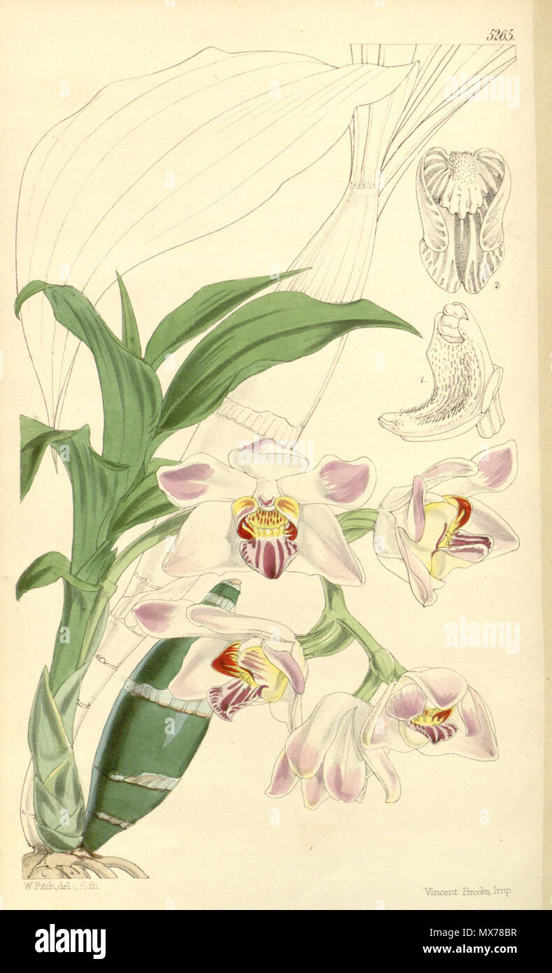 . Illustration of Chysis limminghei (as syn. Chysis aurea var. limminghei) . 1861. Walter Hood Fitch (1817-1892) del. et lith. Description by William Jackson Hooker (1785—1865) 131 Chysis limminghei (as Chysis aurea var. limminghei) - Curtis' 87 (Ser. 3 no. 17) pl. 5265 (1861) Stock Photo