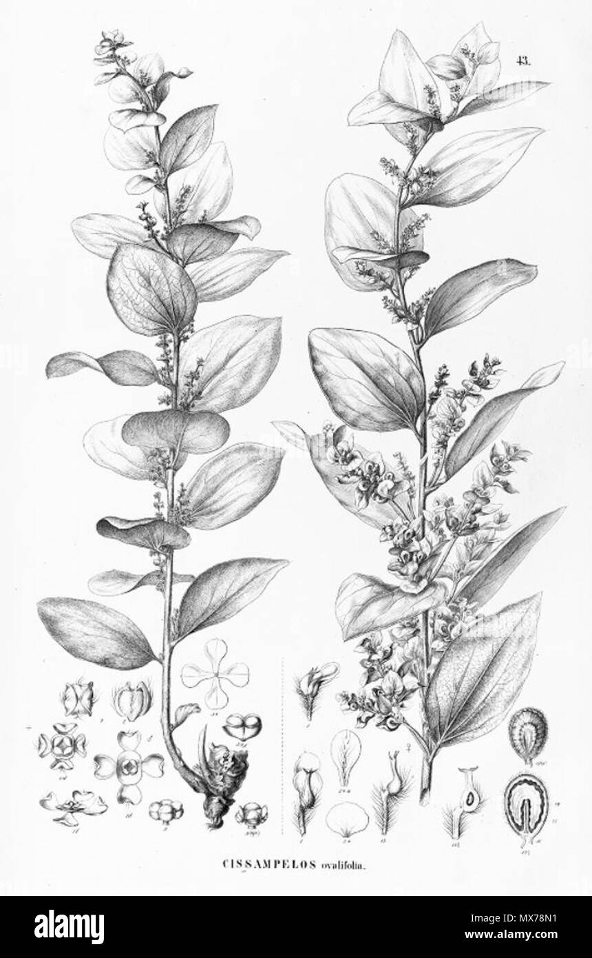 . Illustration of Cissampelos ovalifolia . between 1841 and 1872. Carl Friedrich Philipp von Martius (1794-1868), August Wilhelm Eichler (1839-1887) 132 Cissampelos ovalifolia Stock Photo