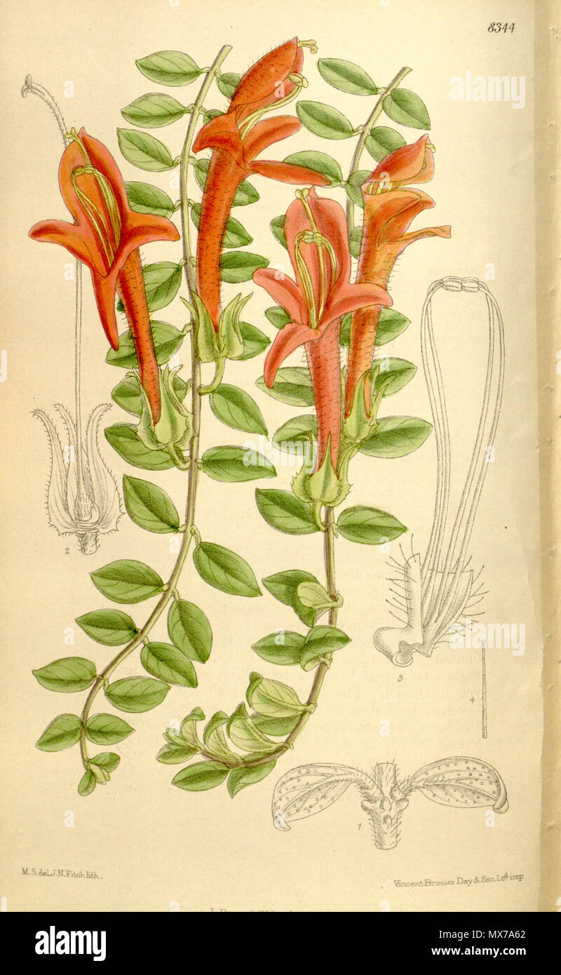 . Columnea oerstediana, Gesneriaceae . 1910. M.S. del., J.N.Fitch lith. 139 Columnea oerstediana 136-8344 Stock Photo
