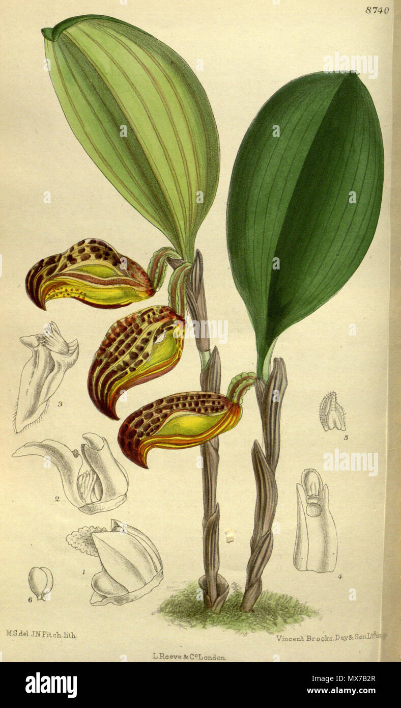 . Cryptophoranthus dayanus (= Zootrophion dayanum), Orchidaceae . 1917. M.S. del., J.N.Fitch lith. 148 Cryptophoranthus dayanus 143-8740 Stock Photo