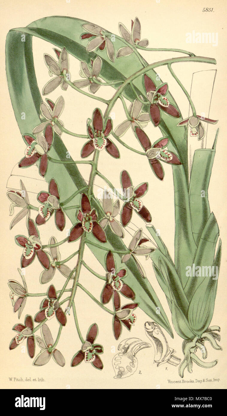 . Illustration of Cymbidium canaliculatum . 1870. Walter Hood Fitch (1817-1892) del. et lith. Description by Joseph Dalton Hooker (1817—1911) 149 Cymbidium canaliculatum Stock Photo